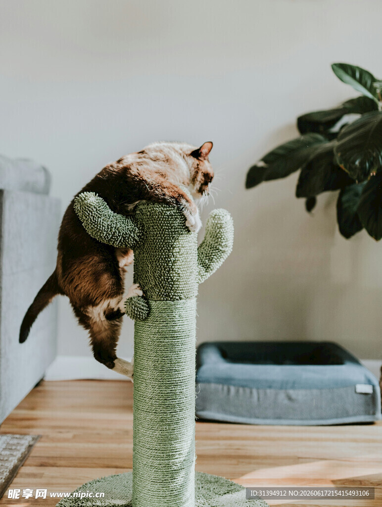 猫咪攀爬猫抓柱