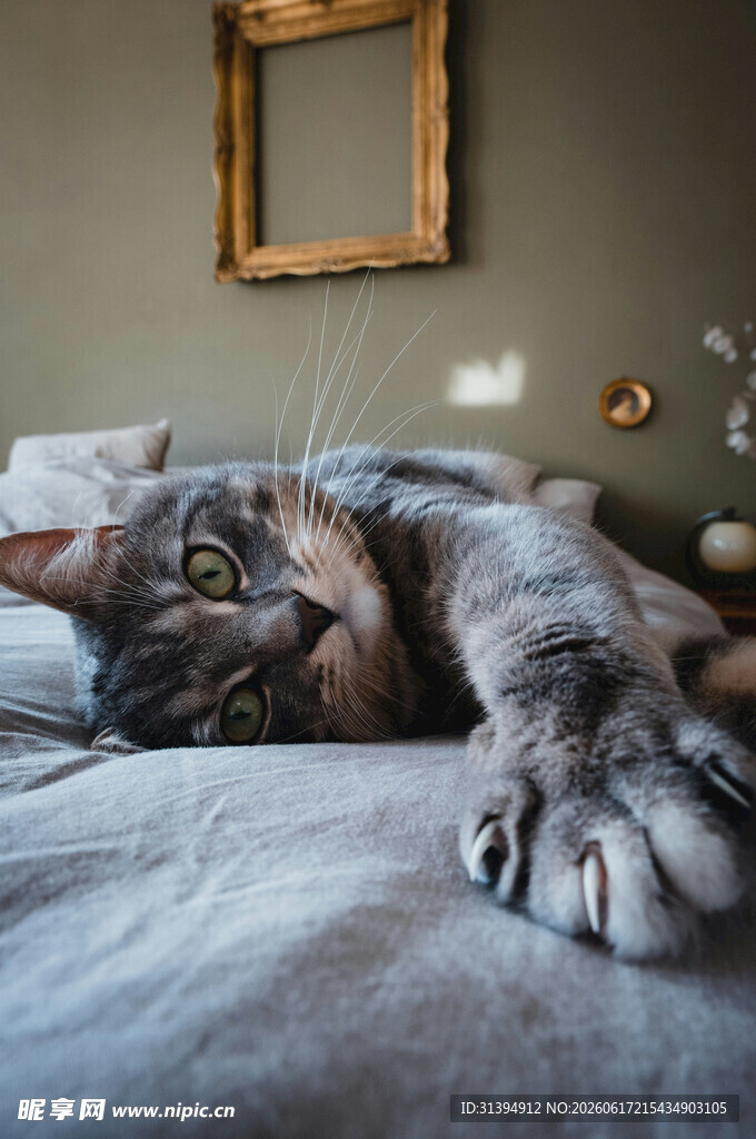 慵懒猫咪惬意躺于床上