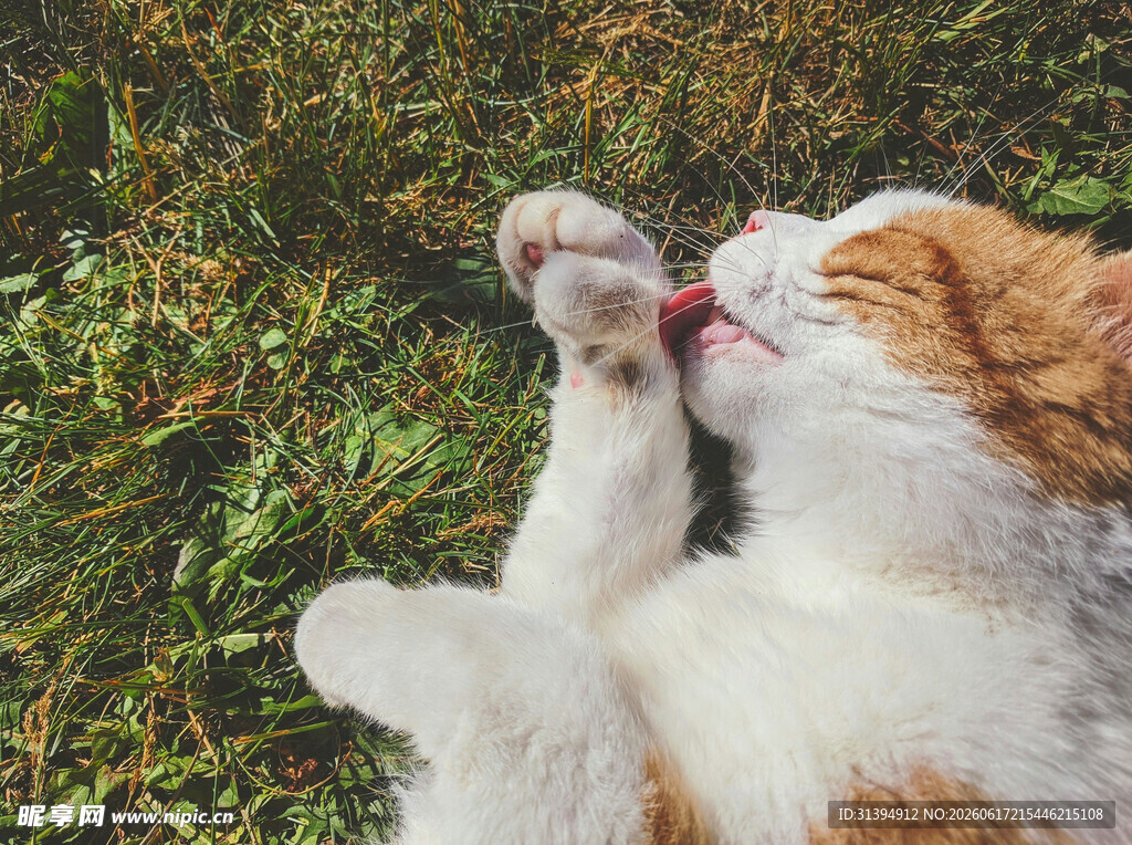 草地上玩耍的可爱猫咪