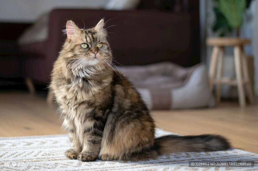 长毛猫咪端坐室内地毯上