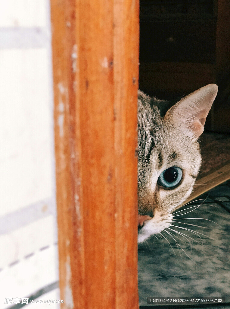 猫咪躲门后好奇张望