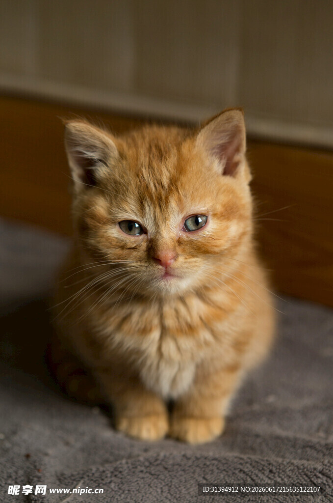 可爱橘色小猫乖巧坐着