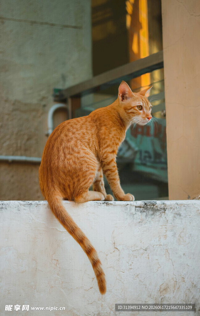 橘猫坐墙悠然自得