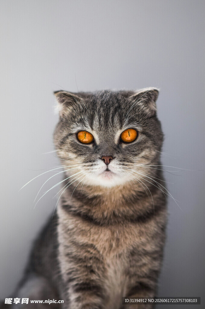 灰纹猫咪睁大眼睛凝视