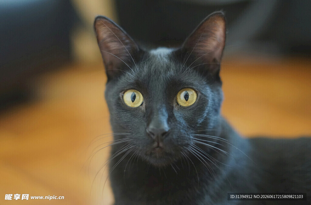 黑猫凝视眼神明亮动人