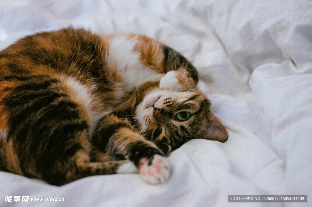 蜷卧猫咪的恬静瞬间