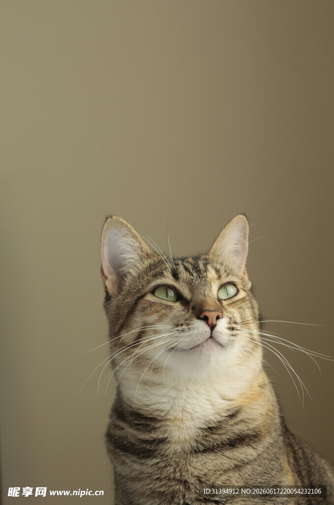 仰头好奇的斑纹猫咪
