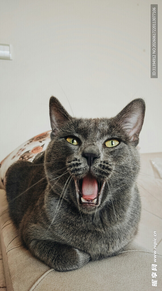 张嘴打哈欠的灰猫