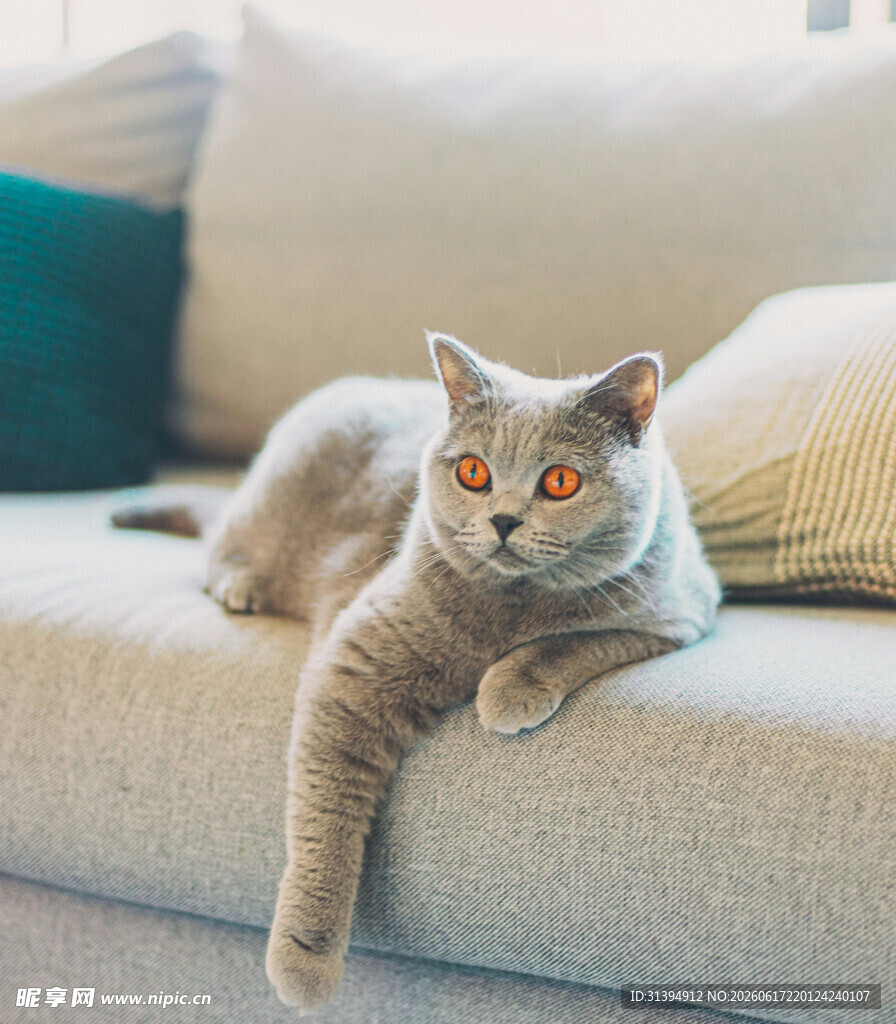 沙发上慵懒的灰猫
