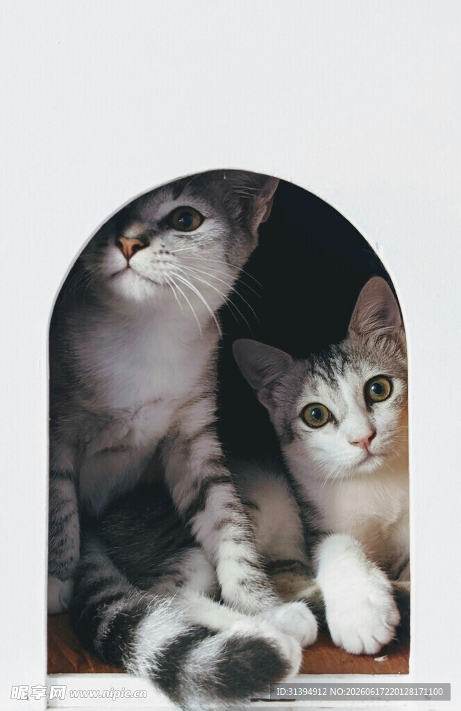 两只萌猫躲在拱形处