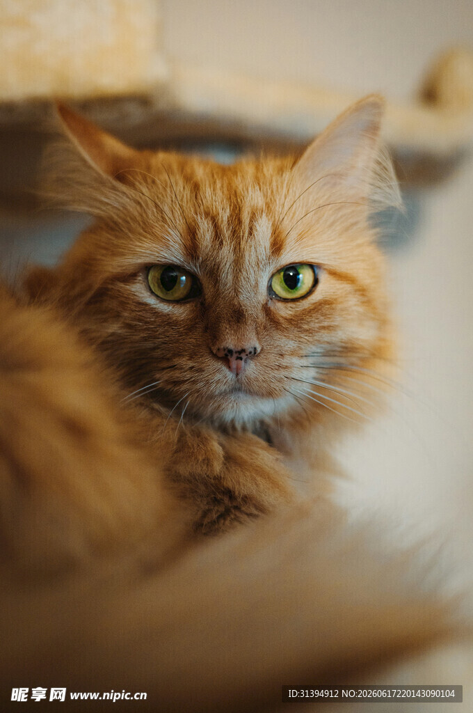 橘色长毛猫的温柔凝视