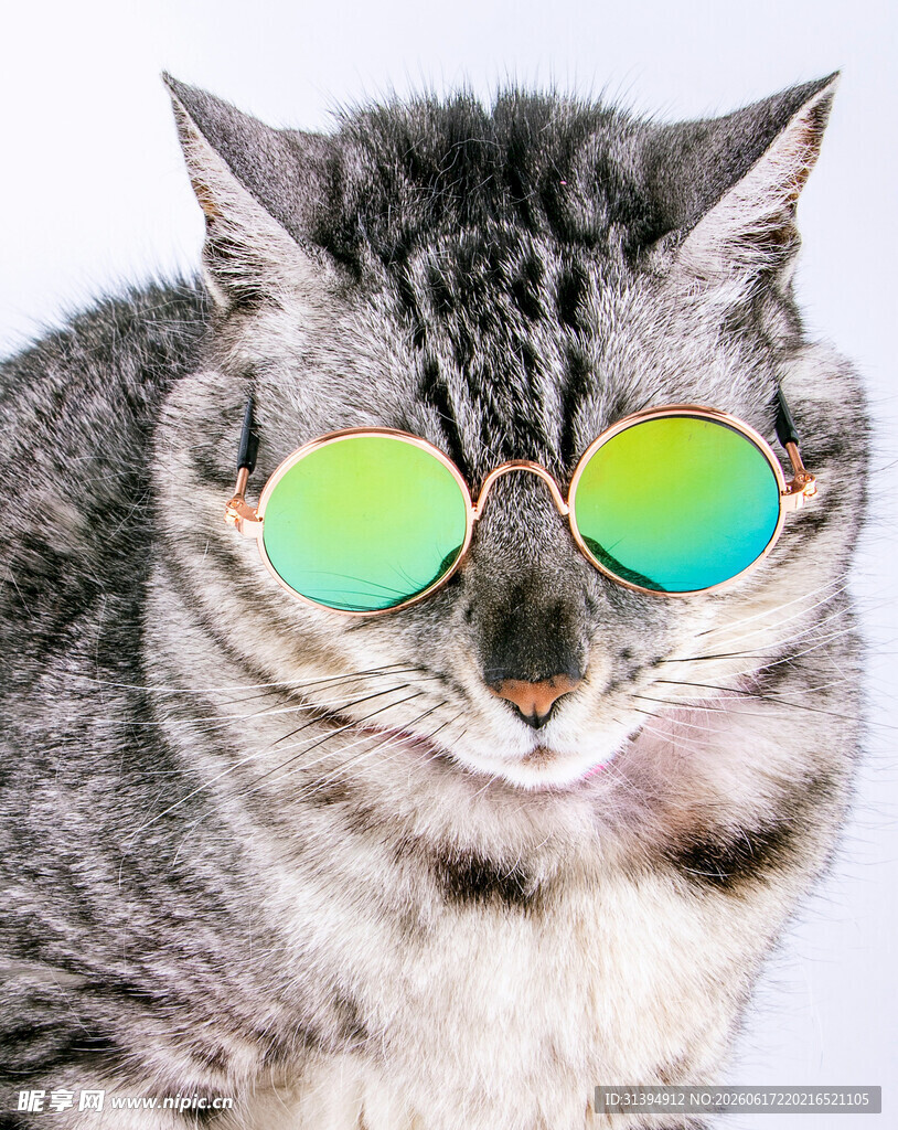 戴墨镜的酷猫咪