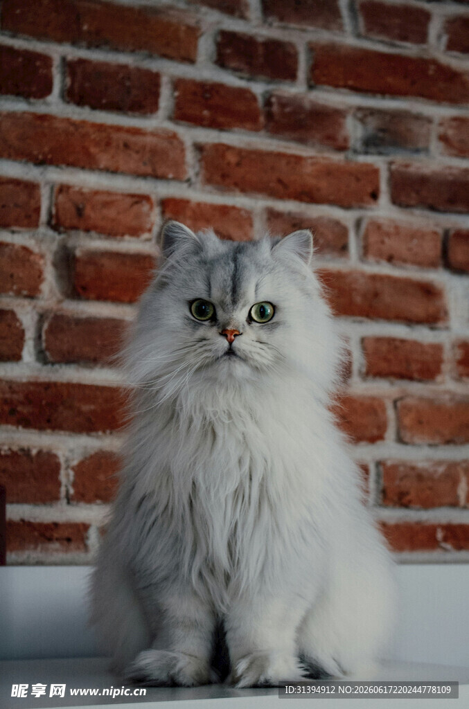 可爱长毛猫坐于砖墙前