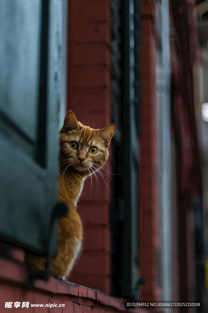 窗边探头的可爱橘猫