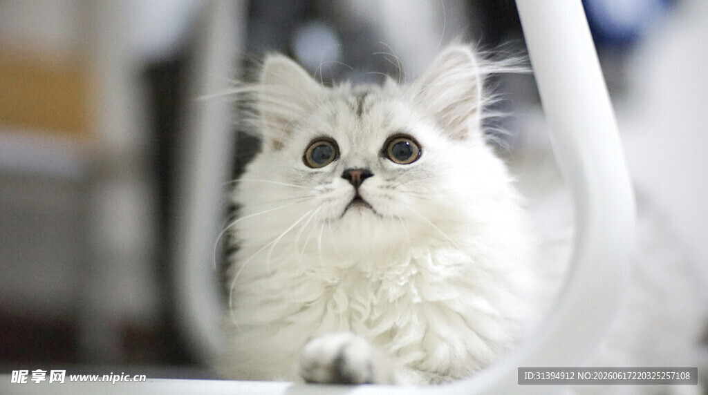 可爱白毛萌猫瞧镜头