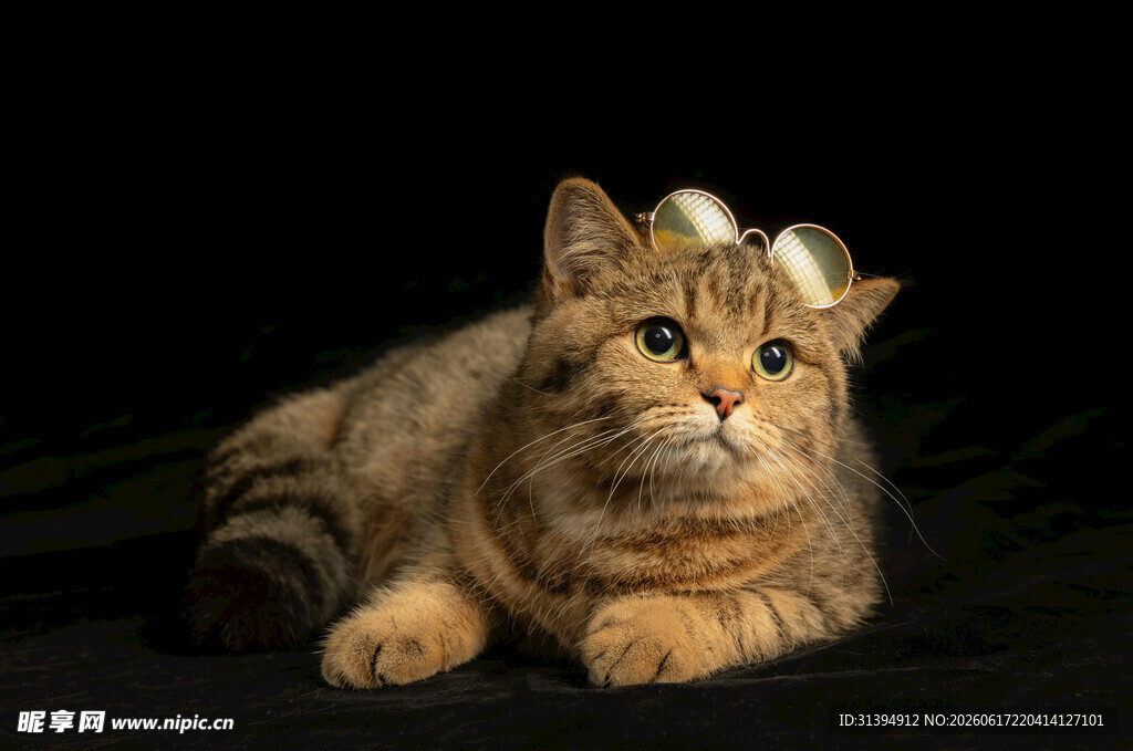 可爱金渐层猫咪趴卧
