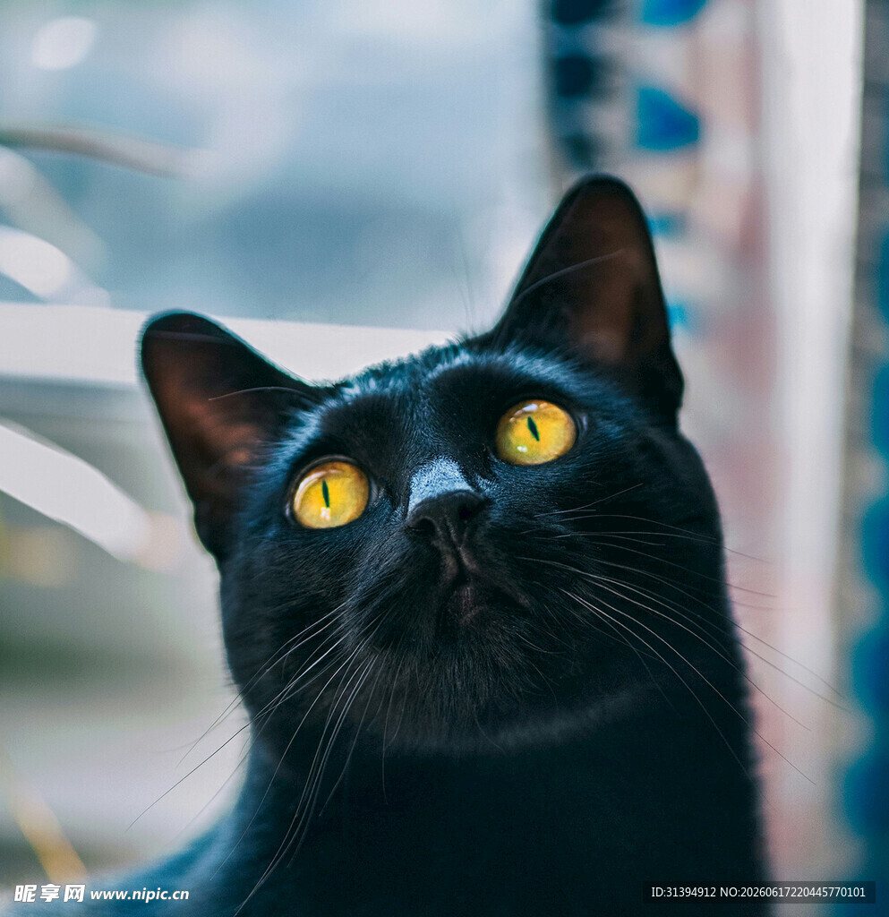 黑猫仰首黄眸灵动