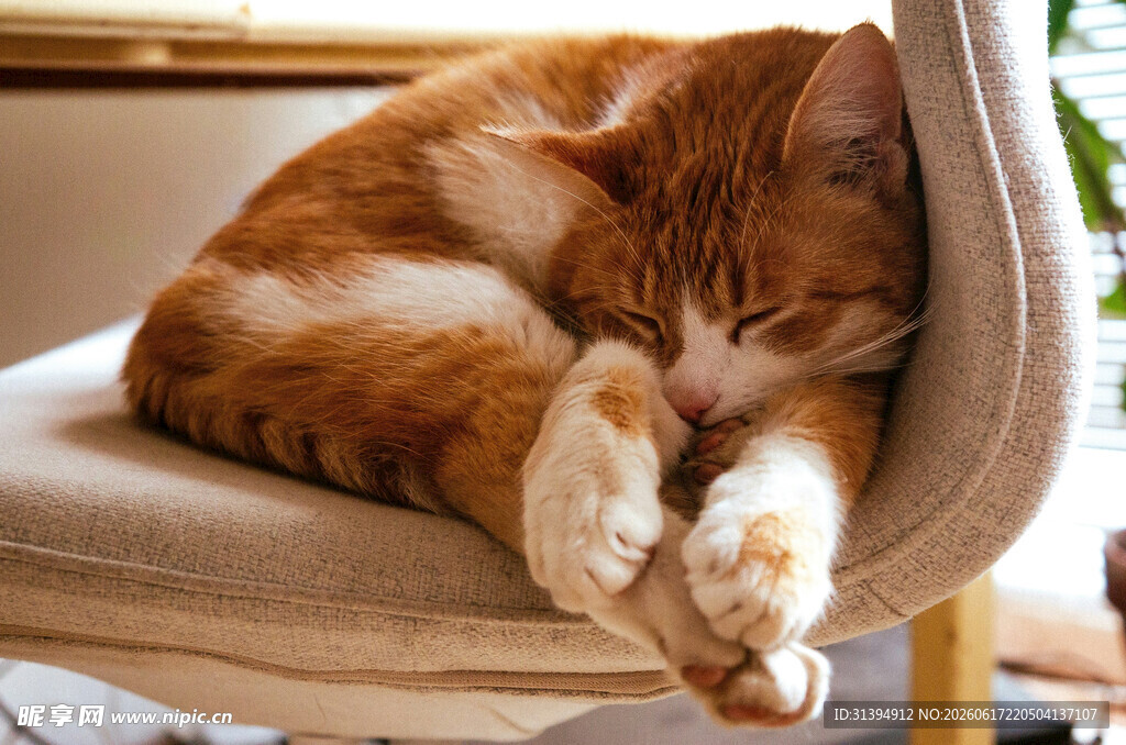 橘猫惬意躺椅上酣睡