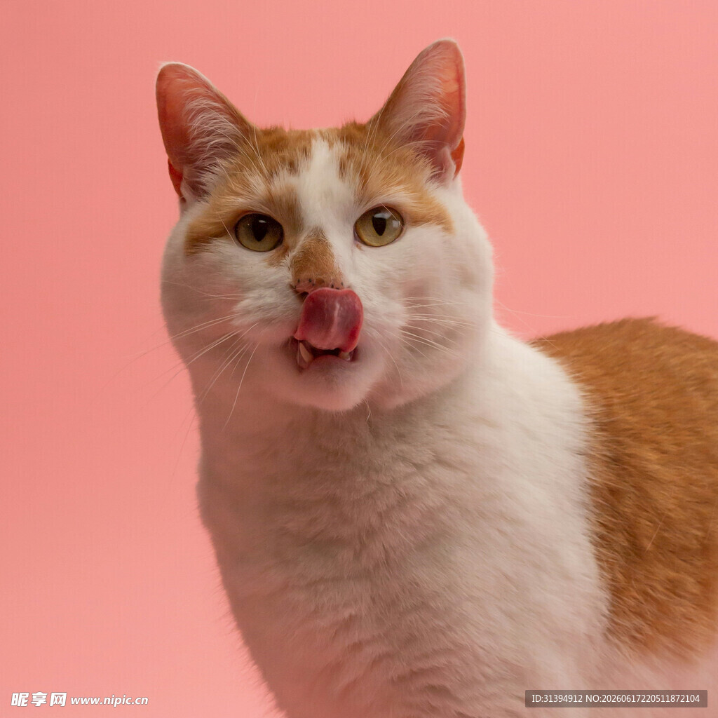 吐舌猫咪的可爱瞬间