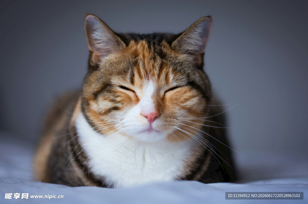 闭眼休憩的可爱猫咪