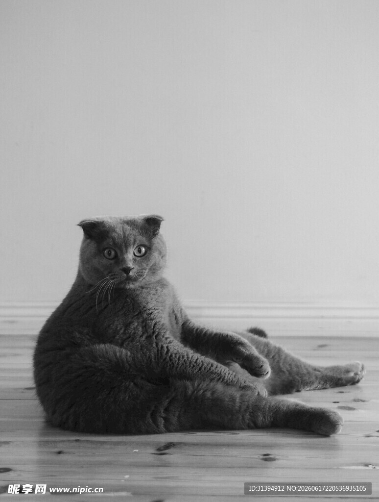 慵懒猫咪惬意躺地板