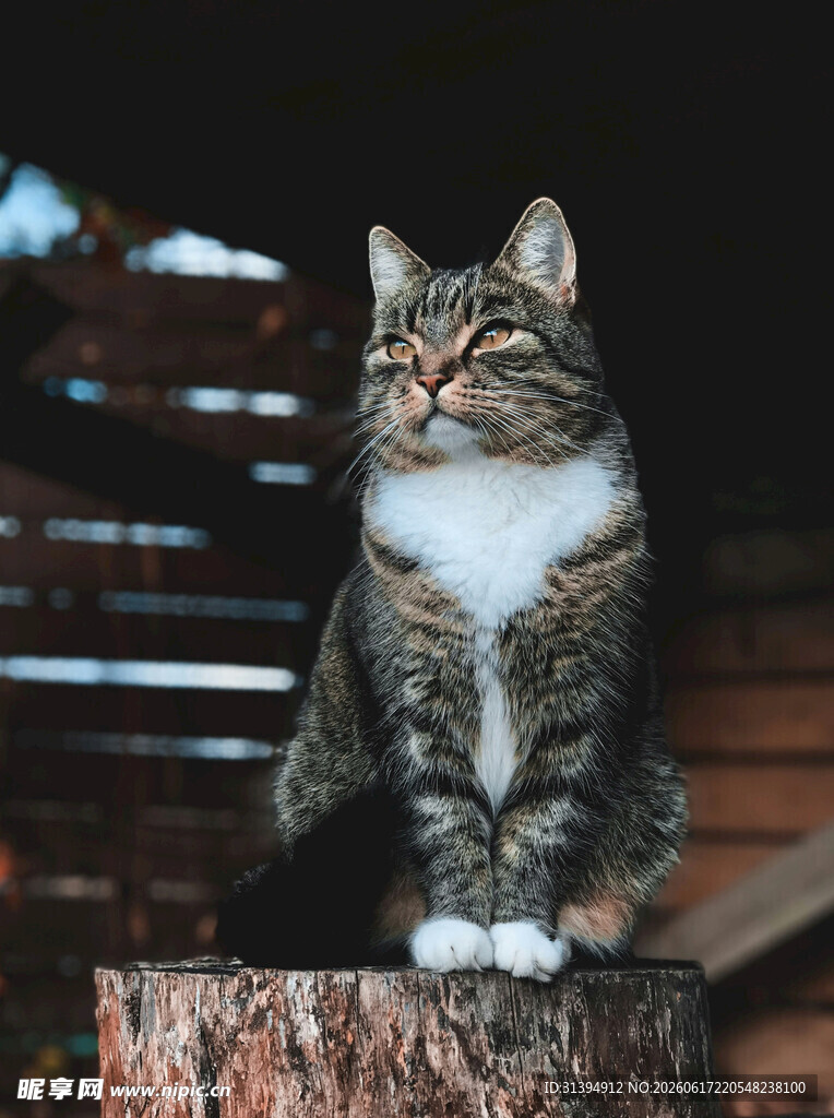 木墩上的斑纹猫咪