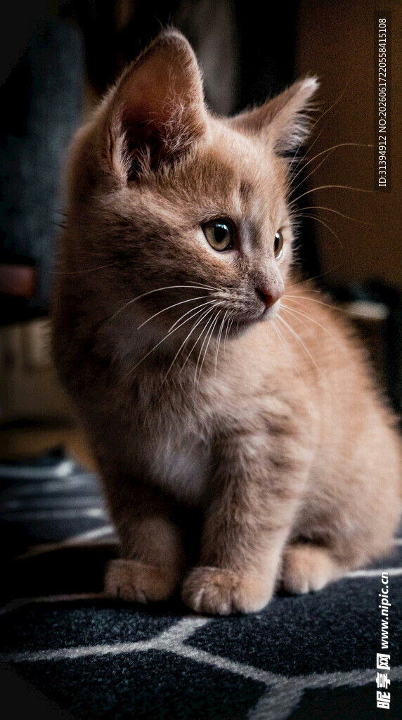 可爱橘色小猫侧坐