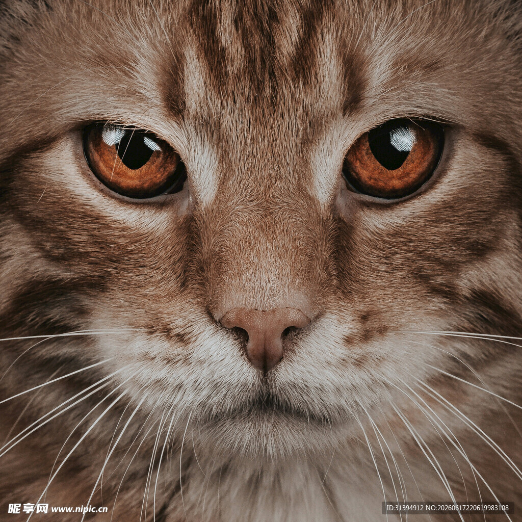 凝视的棕猫