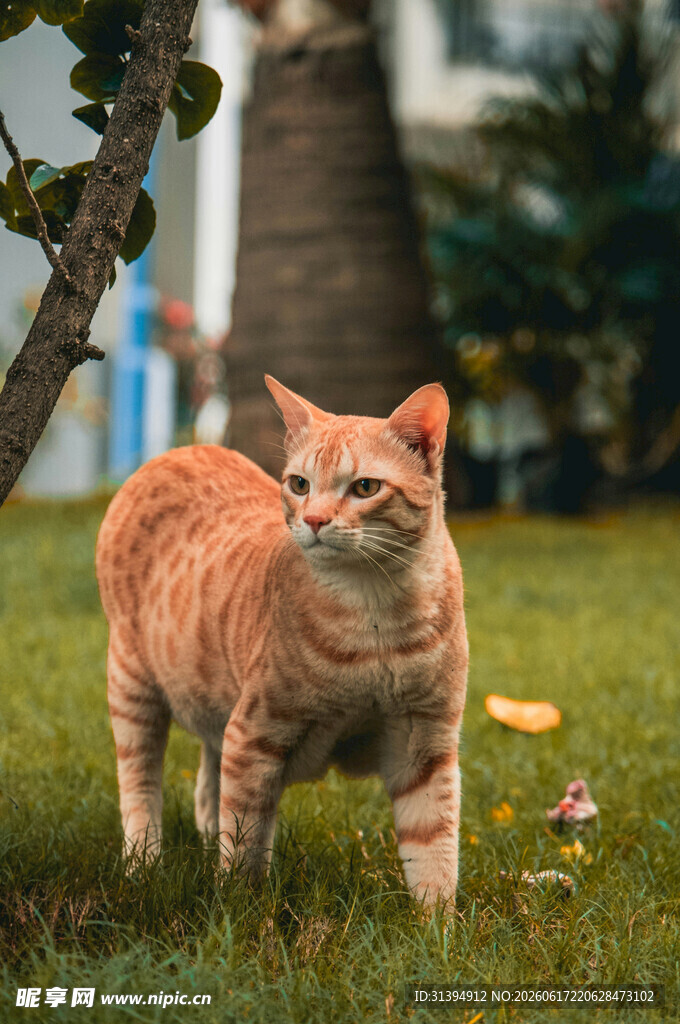 草地上的橘猫