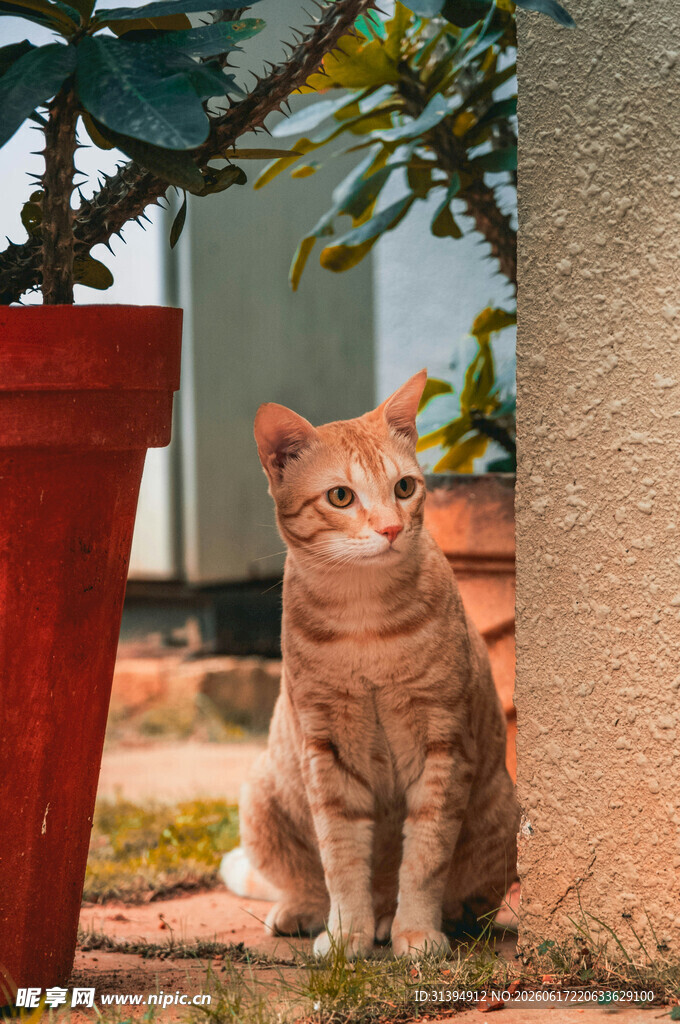 橘猫坐于盆栽旁