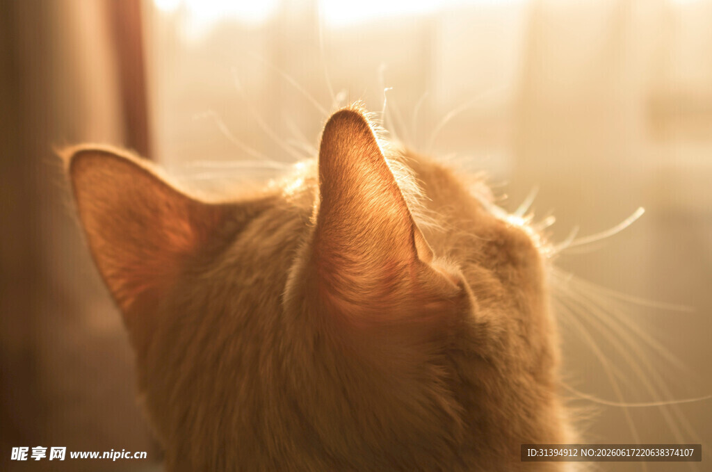 仰头猫咪沐浴在阳光下