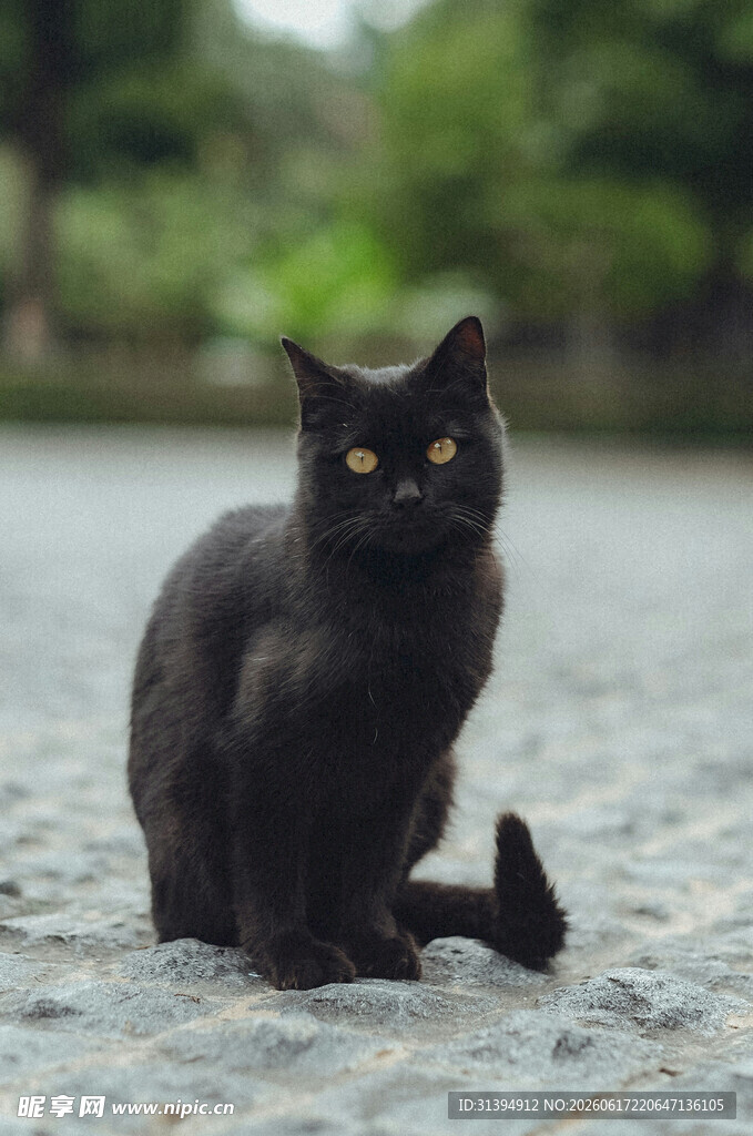 黑猫蹲坐于石上