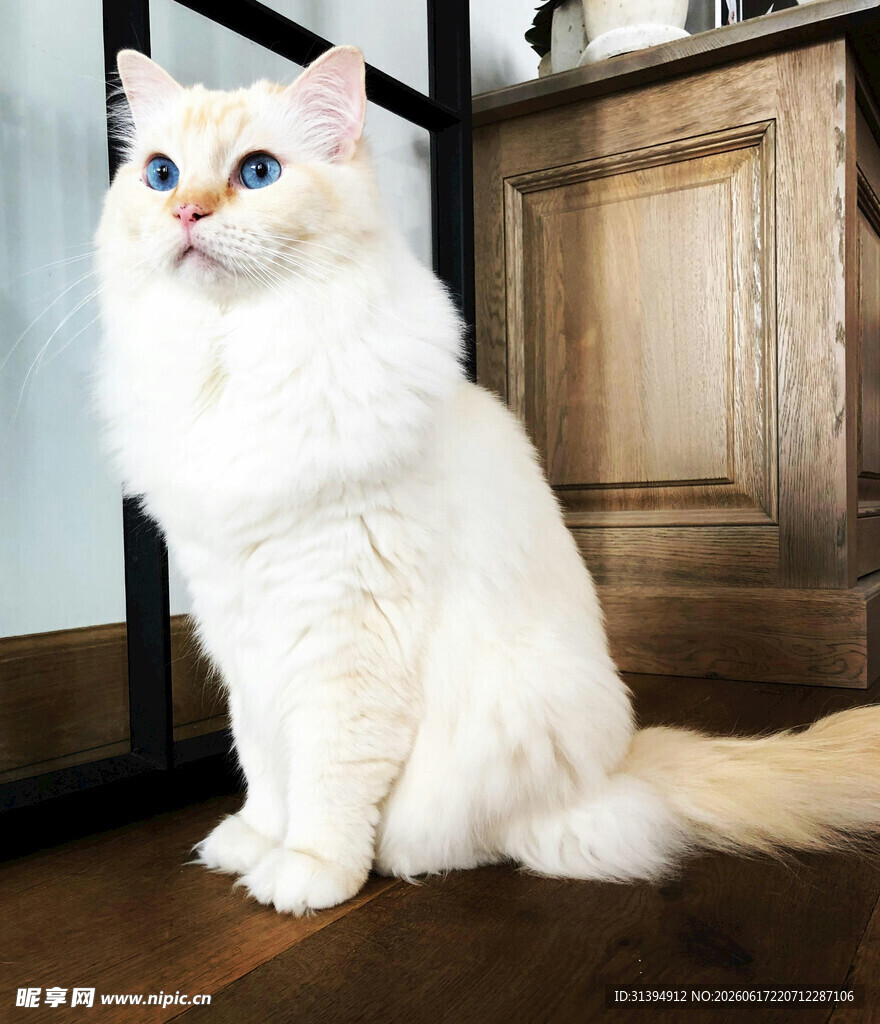 优雅长毛猫端坐