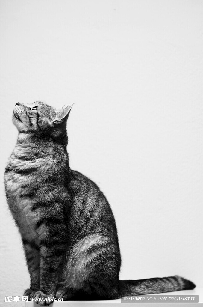 坐姿优雅的猫咪
