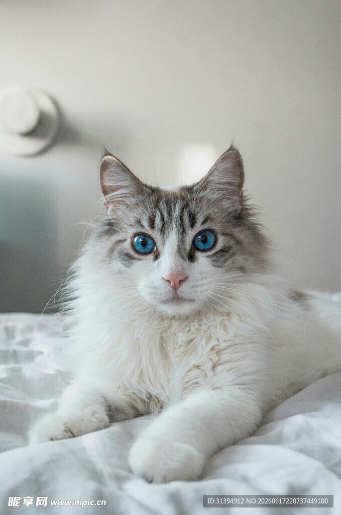 蓝眼长毛猫惬意躺床上