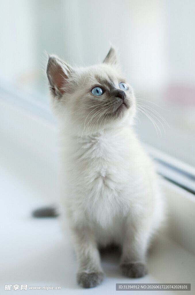 窗边可爱小猫咪