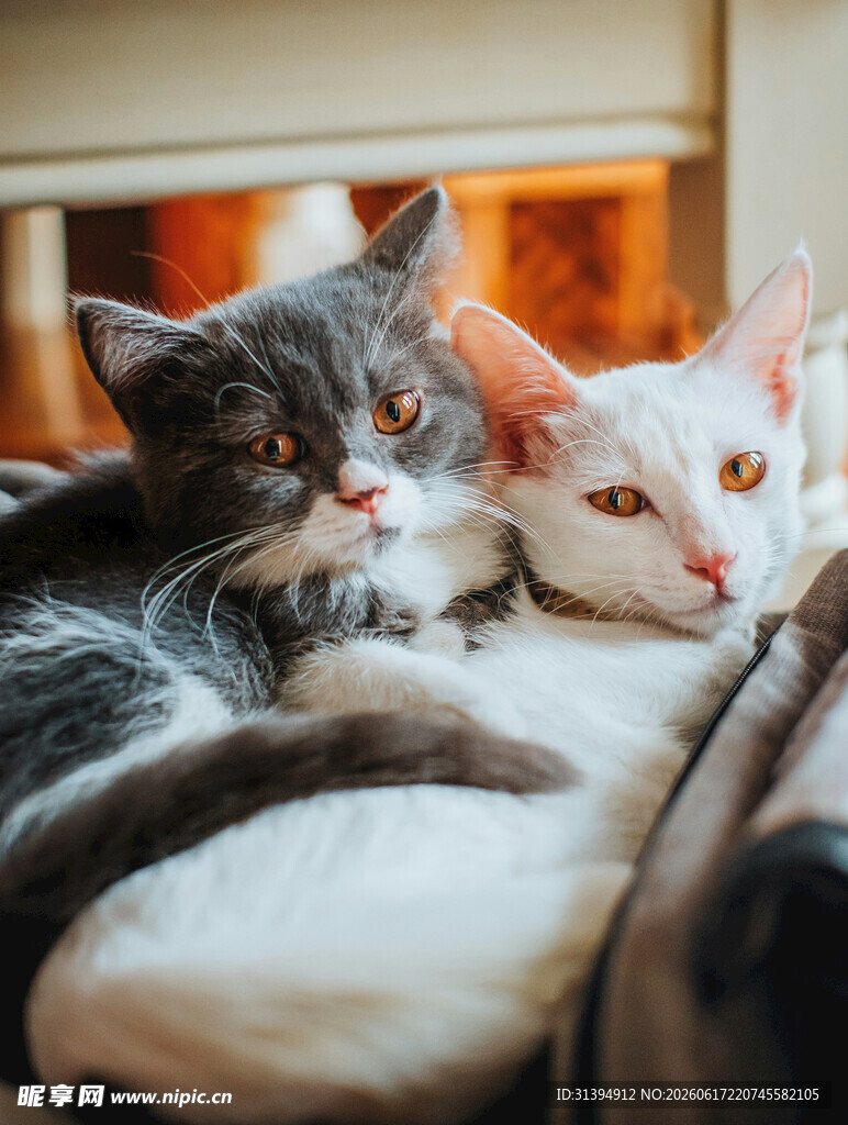 依偎的两只猫咪
