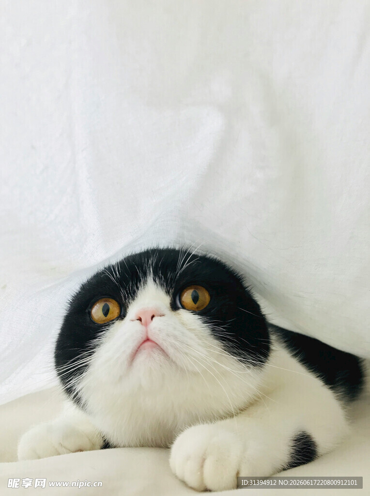 黑白萌猫趴卧