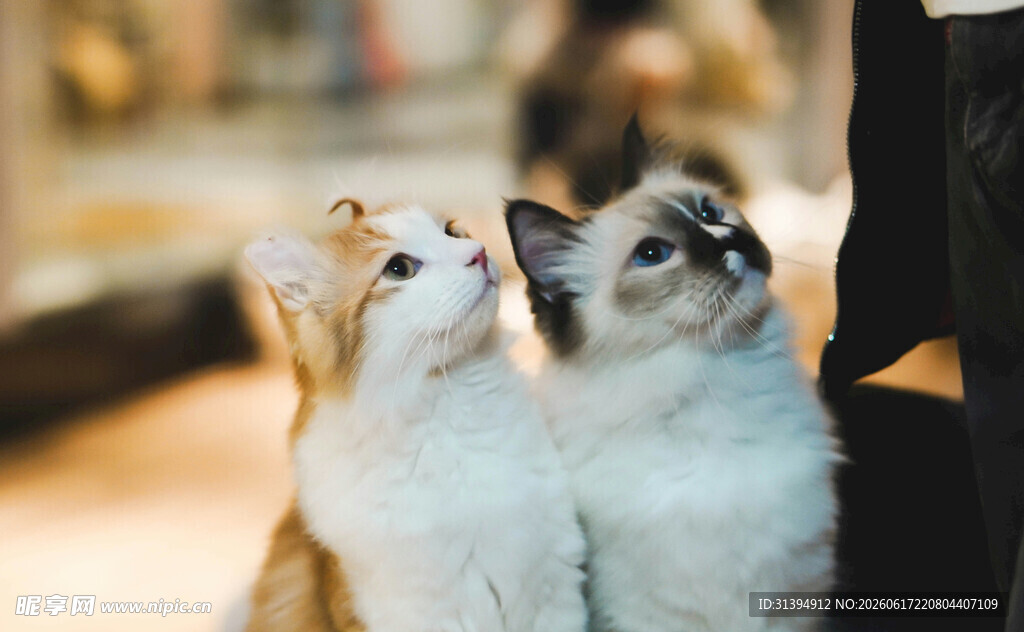 两只猫咪仰头好奇张望