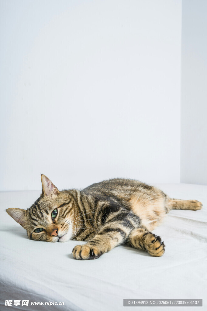 酣睡的条纹猫咪