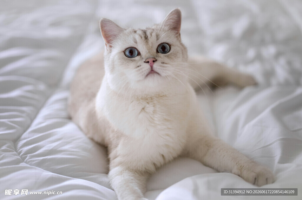 可爱猫咪躺于柔软白床