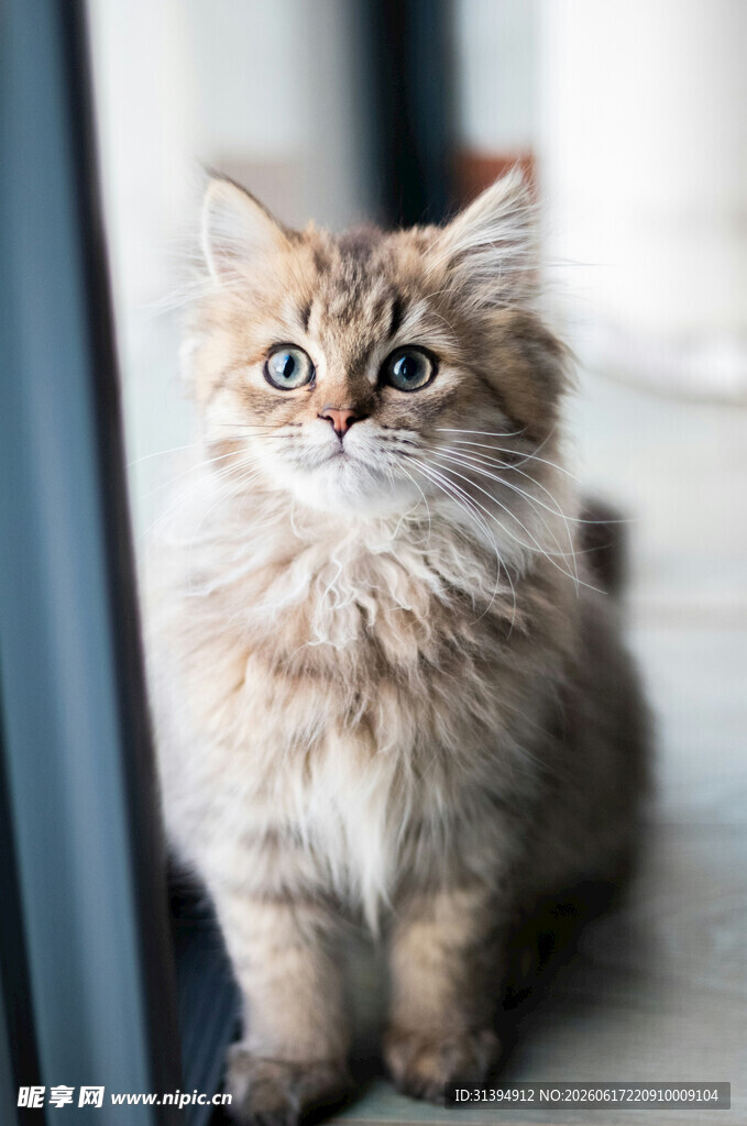 可爱长毛小猫窗边凝望