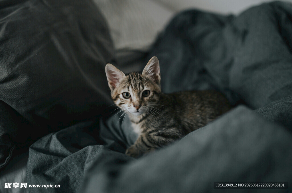 窝在灰布中的可爱小猫