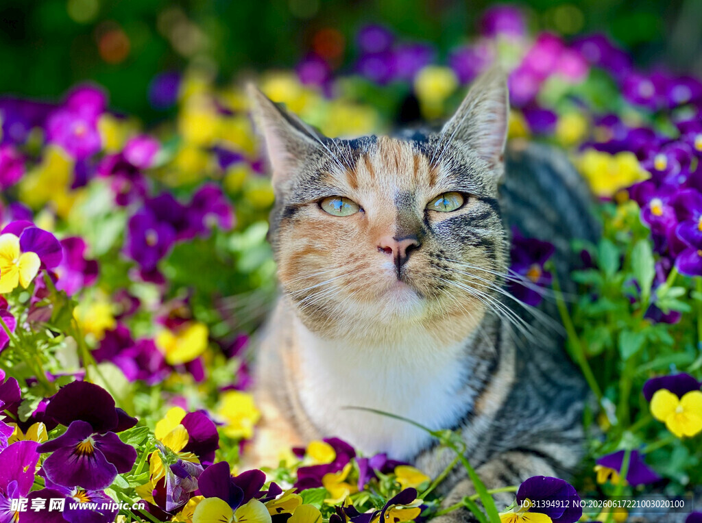 花丛中的惬意猫咪