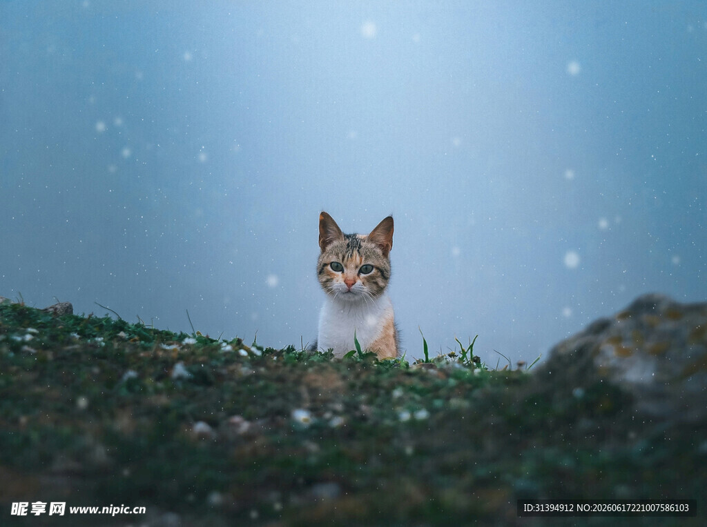 草丛中的可爱猫咪
