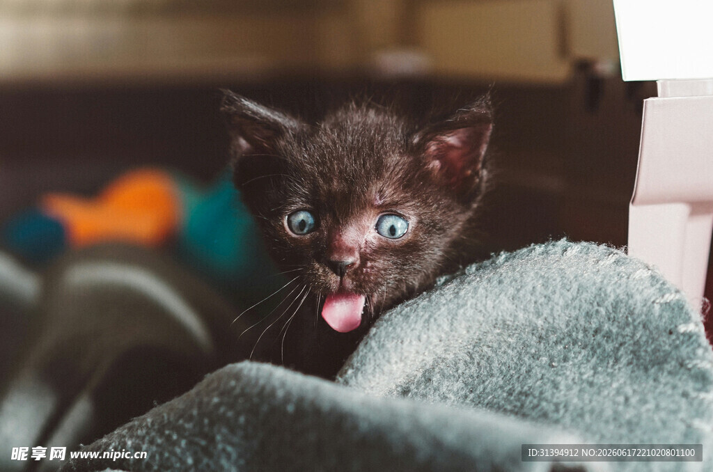 吐舌小猫超萌瞬间