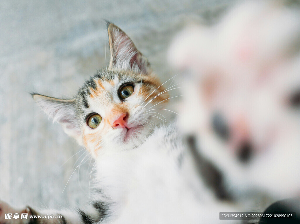 可爱猫咪好奇张望