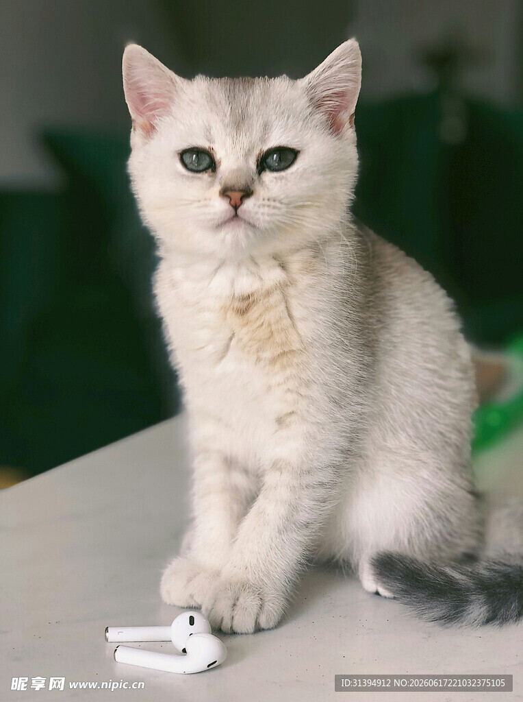 可爱银渐层小猫玩小玩具