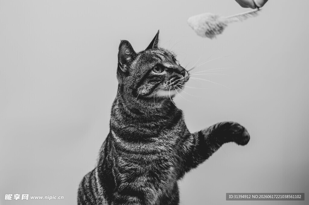 猫咪跃起抓逗猫棒瞬间