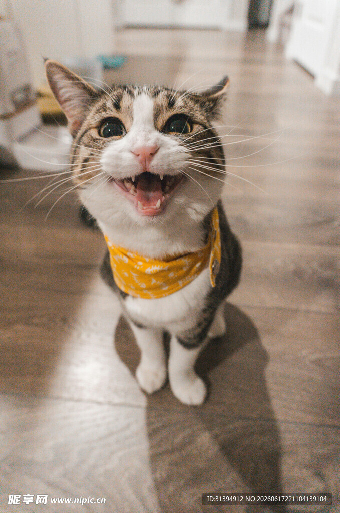 戴围巾开心的可爱猫咪